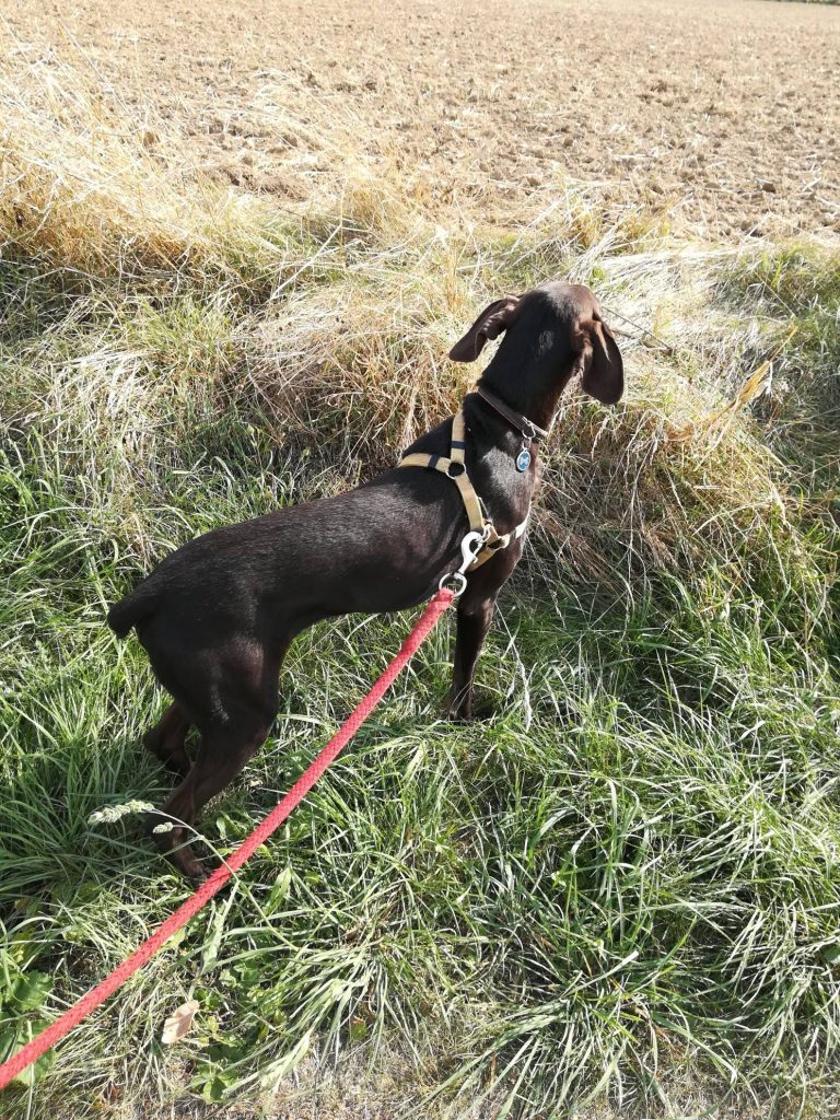 Bonjour ! Je m’appelle Djoe le chien de Claire !